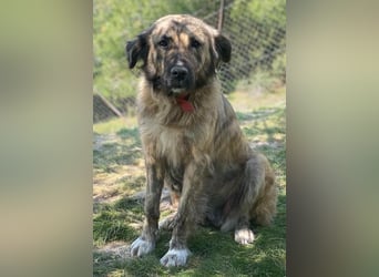 Nandi, geb. ca. 03/2020, lebt in GRIECHENLAND, städt. Tierheim Serres