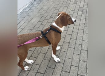 Valentina – Lebensfreude auf vier Pfoten sucht aktives Zuhause