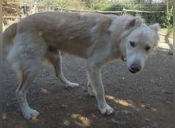 Falcon - junger beeindruckender feiner Hundemann