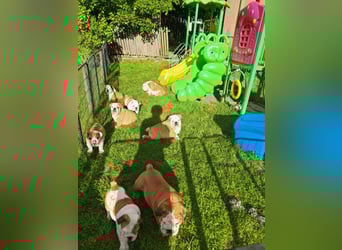 Englische Bulldogge Welpen mit FCI Papiere
