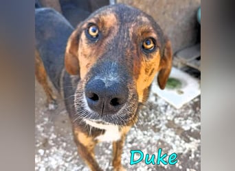 Duke 02/2021 (GRC) - dringend Pflegestelle oder Zuhause gesucht!