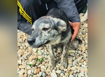 HERKULES - Hund sucht Mensch( en)