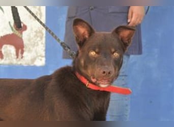 Choco, ein sportlicher und aktiver Wirbelwind