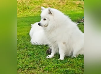 Japan Spitz Welpen verfügbar