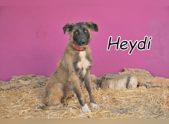 Also, haben Sie Lust auf die lustige Heydi?