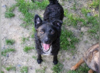 Verspielter ELVIS- sucht Zuhause für immer