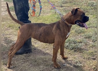 Boxermädel Ersi sucht ein aktives Zuhause.