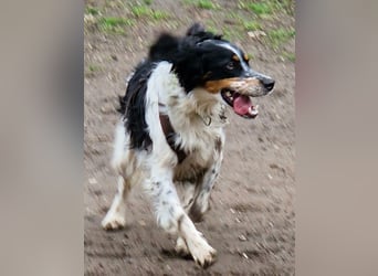 Setter Fan`s aufgepasst: sehr verschmust u. sozial; das ist Kajo! Er wartet in D-dorf auf DICH!