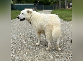Jelko ein toller Kerl