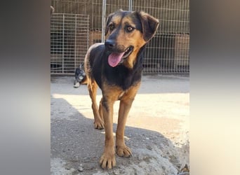 Wundervolle Aylini sucht ihr Zuhause
