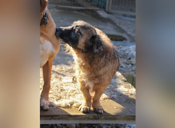 Entspannter und freundlicher Zuckerbub ELMO sucht ein liebevolles Zuhause