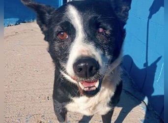 Notfall! Seniorin leider sehr im Tierheim