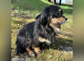 Jopi eine kleine Lady