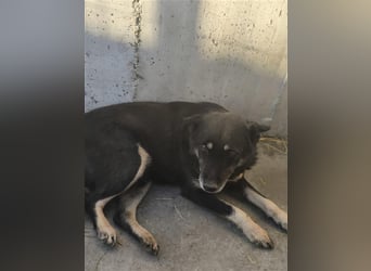 Gnadenplatz gesucht SOS