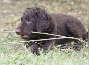 Curly Coated Retriever – braune Rüden (8 Wochen) aus dem Zwinger Cornrow