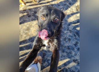 Verspielter ELVIS- sucht Zuhause für immer