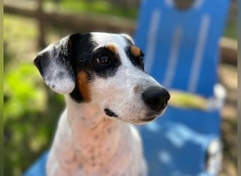 Terrier-Mix Peppa (Tierschutz)