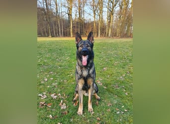 4 jähriger DSH in grau IGP 3, SV Papiere sucht ein neues zu Hause