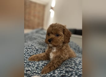 Cockapoo. F1 American Wurfankündigung Mai 2025