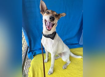 lebenslustige kleine ROXY - 3 Jahre, 38cm/8kg - Jack Russell-Mix