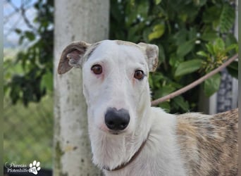 Christa ( Galgo Mix), ist ein absoluter Sonnenschein