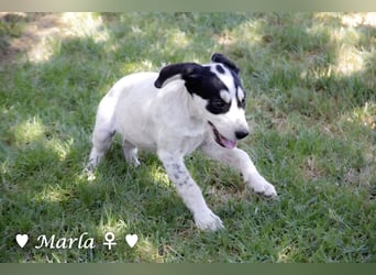 Marla, Scippy und Kea auf der Suche nach ihrer Familie