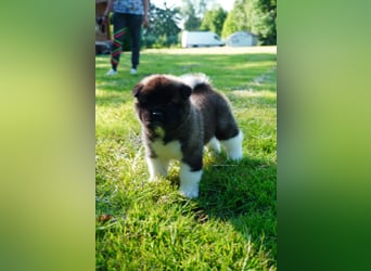 Amerikanische Akita