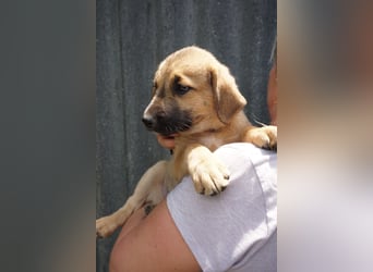 Ronja- Kulleraugen auf vier Pfoten