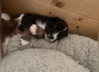 Mini Australien Shepherd Welpen suchen Traumzuhause