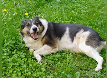 Mischka ist ein freundlicher Begleiter mit Zuckerschockgarantie