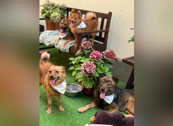 Elvira SR – Liebevolle Mama sucht ruhiges Zuhause