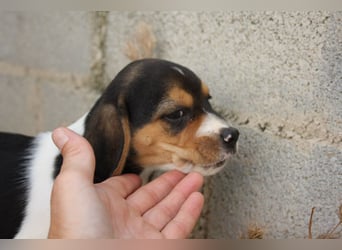 MICKY-ruhiges, freundliches, neugierig, gelassenes Hundemädchen sucht ihr liebevolles Zuhause