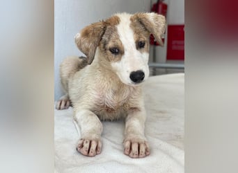 Lelia, geb. ca. 03/2025, lebt in GRIECHENLAND, im städt. Tierheim Serres
