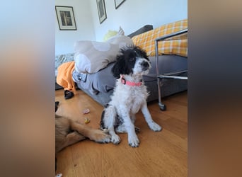 Welpenmädchen Herra sucht ein Zuhause ❤️