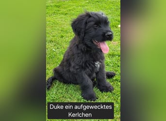 Kuschelbären suchen ein Zuhause