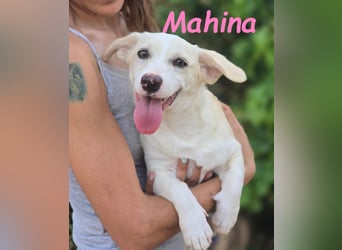 Mahina 01/2025 (ESP) - anhängliches und freundliches, süßes kleines Mädchen!