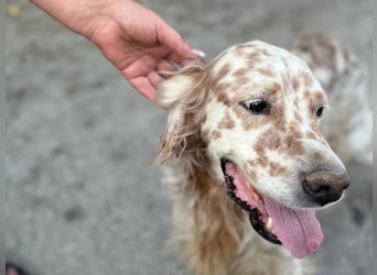 Hercules - Ein Setter mit Geschichte und großem Herzen