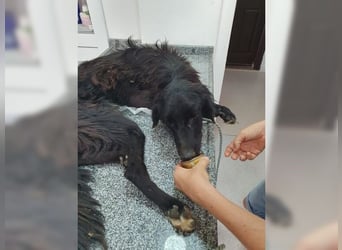 Manolo, Traumhund mit Handicap