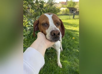 Lotta aktive Pointer Mischlingshündin Mischling Hündin sucht Zuhause für immer