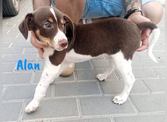 Alan geb. 03/2025 (ESP) - neugieriger süßer Ratonero Bodeguero Andaluz Welpe!