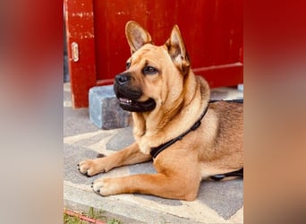 ZuHause gesucht für Jin