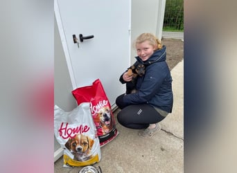 Ameli, kleine Zuckerschnecke auf der Suche nach ihrer Familie