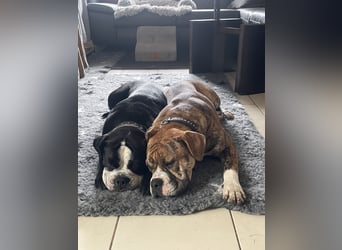 Continental Bulldog Hündin