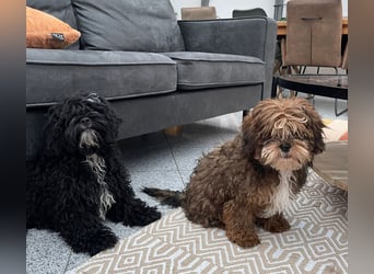 Shih Tzu - Pudelmischlingswelpen abzugeben