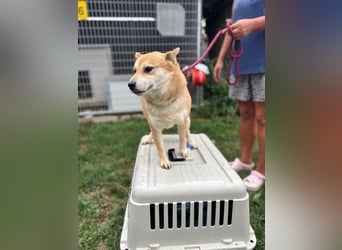 Kira PP – sensible Shiba Inu-Dame sucht einfühlsame Menschen