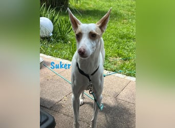 Suker geb. 03/2021 (in Deutschland) - freundlicher und verschmuster Podenco-Mix!