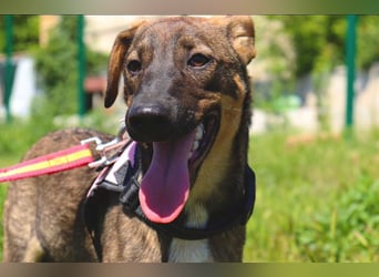 Buddy❤️ - sanfter Kerl mit dem großen Herz sucht seine Menschen