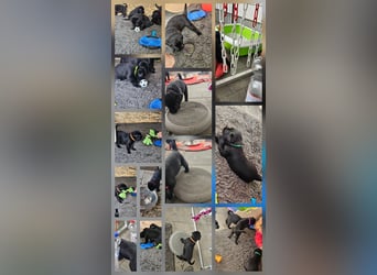 Riesenschnauzer schwarz Welpen des A-Wurf's am 02.07.25 gefallen