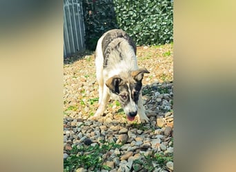 AMY hätte gerne ein Zuhause