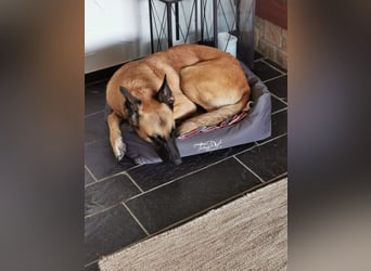 Ava, schöne Malinois-Mix Hündin sucht neues Zuhause !